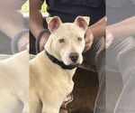 Small #8 Bull Terrier Mix
