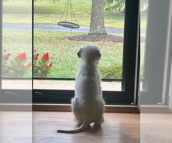 Medium Photo #9 Great Pyrenees Puppy For Sale in Doylestown, PA, USA