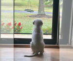 Small #8 Great Pyrenees