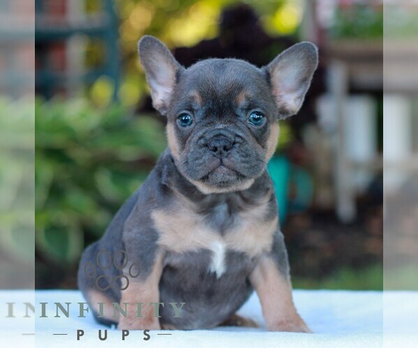 Medium Photo #1 French Bulldog Puppy For Sale in LITITZ, PA, USA