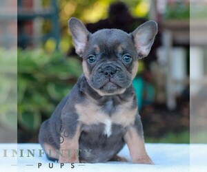 French Bulldog Puppy for sale in LITITZ, PA, USA