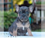 Small French Bulldog