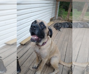 Mother of the Daniff puppies born on 04/19/2025