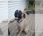 Small Photo #1 Daniff Puppy For Sale in MARSHALL, AR, USA