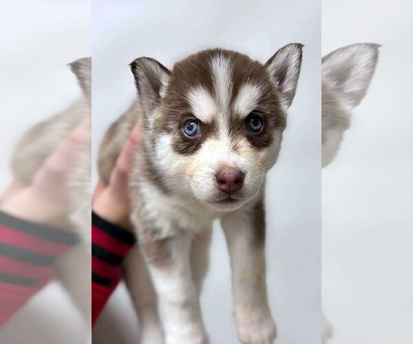 Medium Photo #1 Siberian Husky Puppy For Sale in Matawan, NJ, USA
