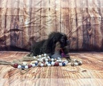 Small #10 Pekingese