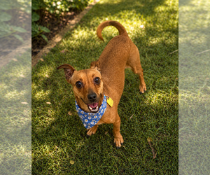 Chiweenie Dogs for adoption in Phoenix, AZ, USA