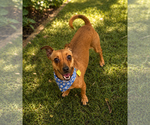 Small Chiweenie