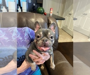 French Bulldog Puppy for sale in LEAGUE CITY, TX, USA