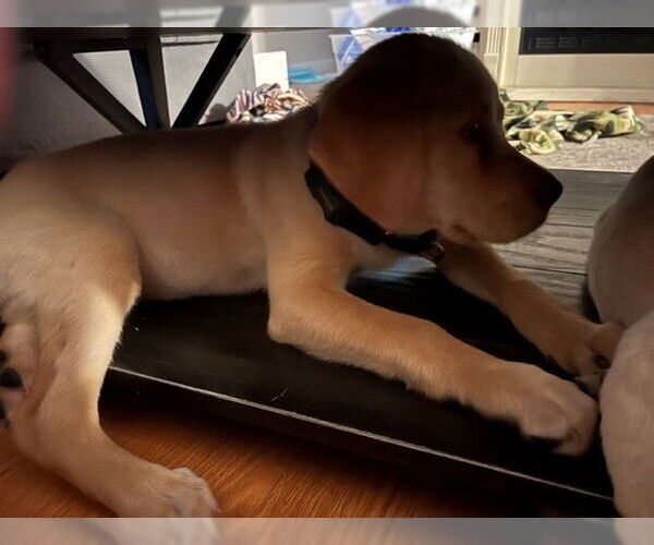 Medium Photo #23 Labrador Retriever-Unknown Mix Puppy For Sale in Garner, NC, USA
