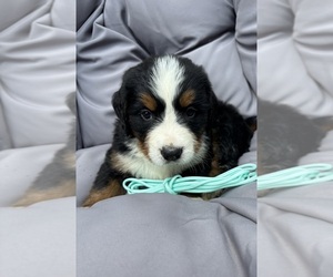Bernese Mountain Dog Puppy for sale in SECOR, IL, USA