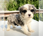 Small Photo #2 Aussie-Poo Puppy For Sale in CHATHAM, PA, USA