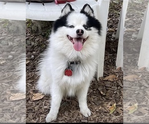 Father of the Pomsky puppies born on 07/13/2025
