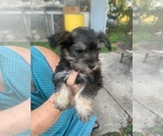 Small Photo #1 Schnauzer (Miniature) Puppy For Sale in TROY, MO, USA