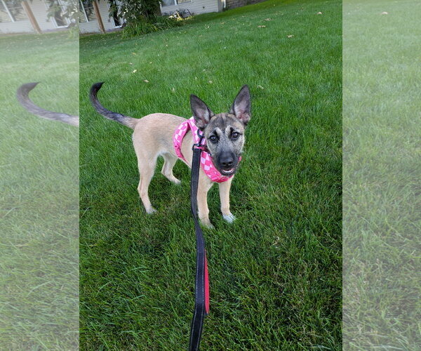 Medium Photo #12 Mutt Puppy For Sale in Brooklyn Center, MN, USA