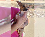 Cinnabon - Female Chihuahua Dog for Adoption - Small photo