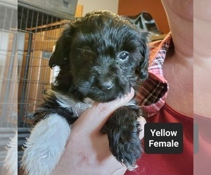 Sheltidoodle Puppy for sale in BERESFORD, SD, USA