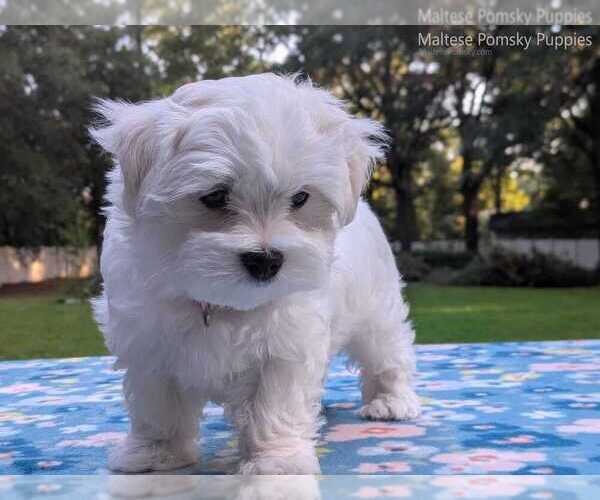 Medium Photo #1 Maltese Puppy For Sale in OCALA, FL, USA