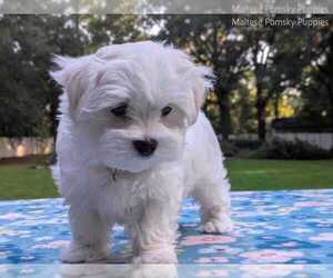 Medium Maltese