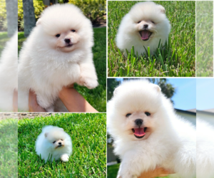 Pomeranian Puppy for sale in TAMPA, FL, USA