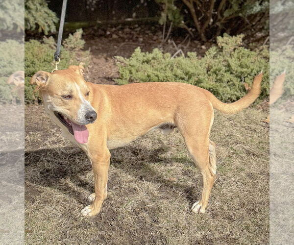 Medium Photo #5 American Staffordshire Terrier-Unknown Mix Puppy For Sale in Huntley, IL, USA