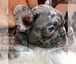 Small Photo #34 French Bulldog Puppy For Sale in BUCKS BAR, CA, USA
