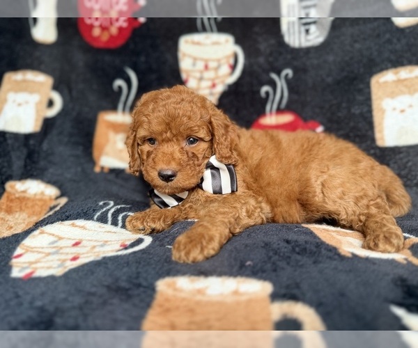 Medium Photo #7 Cockapoo (Miniature) Puppy For Sale in LAKELAND, FL, USA