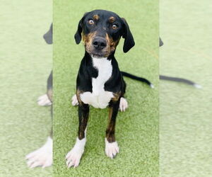 Plott Hound-Unknown Mix Dogs for adoption in Wilmington, NC, USA