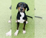 Small Plott Hound Mix