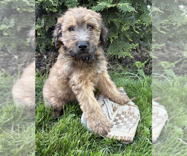 Medium Photo #3 Whoodle (Miniature) Puppy For Sale in MIDDLEBURY, IN, USA