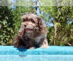 Small #11 ShihPoo