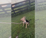 Small Beagle Mix