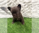 Small Photo #2 French Bulldog Puppy For Sale in PORTSMOUTH, VA, USA