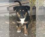 Small #2 Collie-German Shepherd Dog Mix