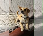 Small #1 Dachshund Mix