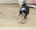 Small #4 Mutt