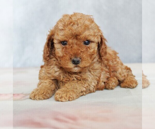 Medium Photo #4 Poodle (Toy) Puppy For Sale in COATESVILLE, PA, USA