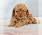 Small #3 Poodle (Toy)