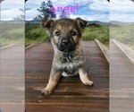 Small Photo #2 German Shepherd Dog Puppy For Sale in KELLER, TX, USA