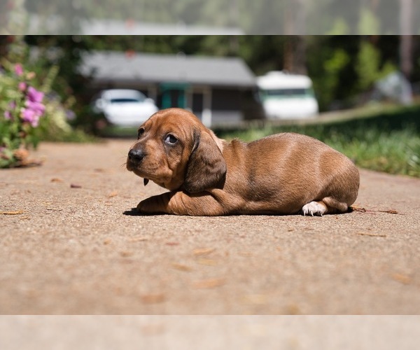 Medium Photo #4 Dachshund Puppy For Sale in NEVADA CITY, CA, USA