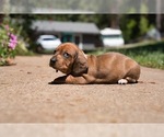 Small #3 Dachshund