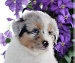 Small Photo #8 Australian Shepherd Puppy For Sale in DANVILLE, PA, USA