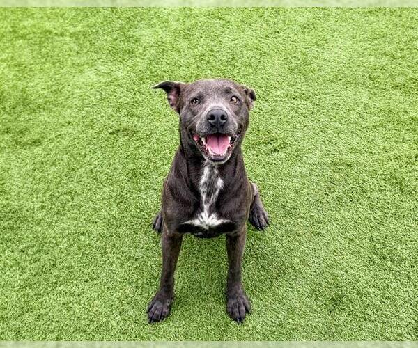 Medium Photo #2 Mutt Puppy For Sale in Orange, CA, USA