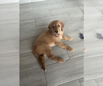 Small Photo #33 Golden Retriever Puppy For Sale in ORLANDO, FL, USA
