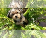 Small Photo #3 Shorkie Tzu Puppy For Sale in NEVADA, TX, USA