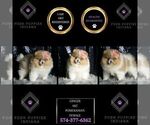 Small #1 Pomeranian