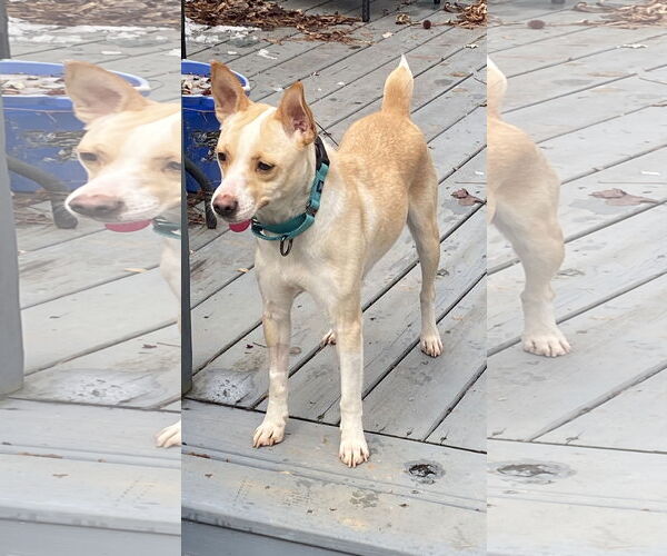 Medium Photo #3 - Mix Puppy For Sale in Arlington, VA, USA