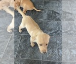 Puppy Puppy 5 Labrador Retriever