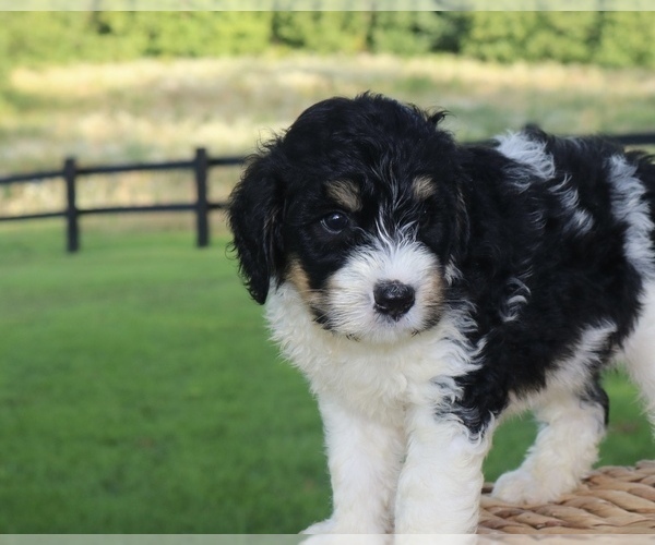 Medium Photo #5 Bernedoodle Puppy For Sale in KNOB NOSTER, MO, USA