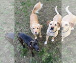 Small #11 Bulldog-Labrador Retriever Mix